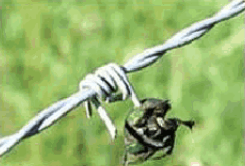 barbed wire4.png