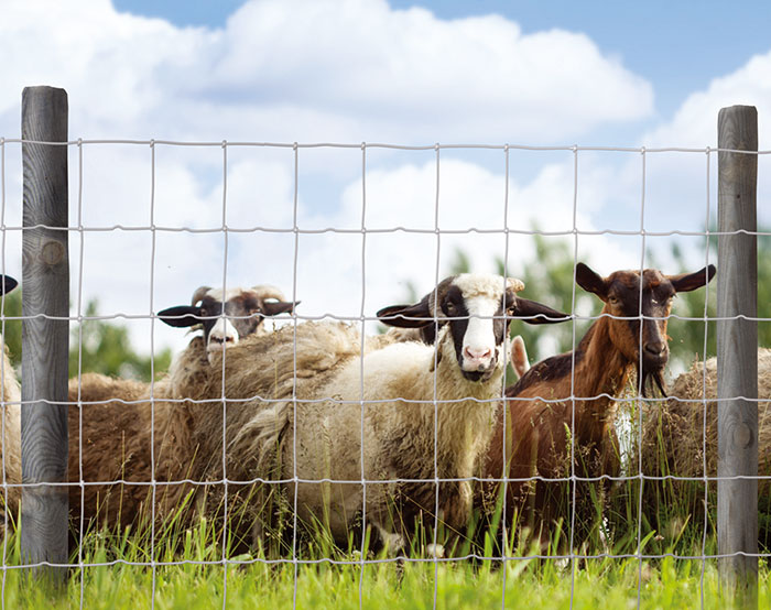 Farm Fence